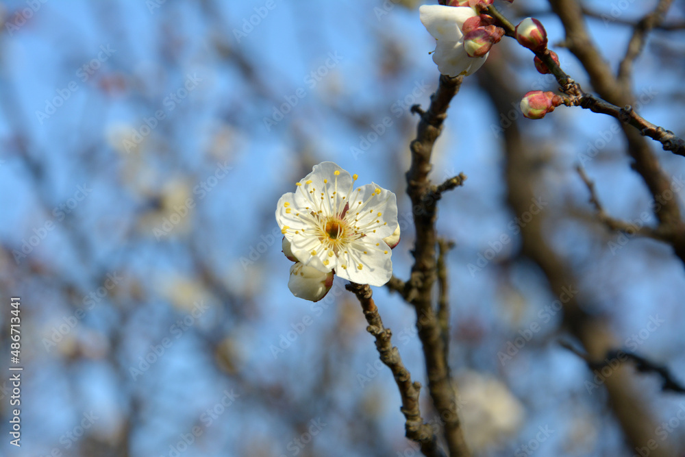 one light yellow plum blossoms on the branch in sunny day one light yellow plum blossoms on the branch in sunny day