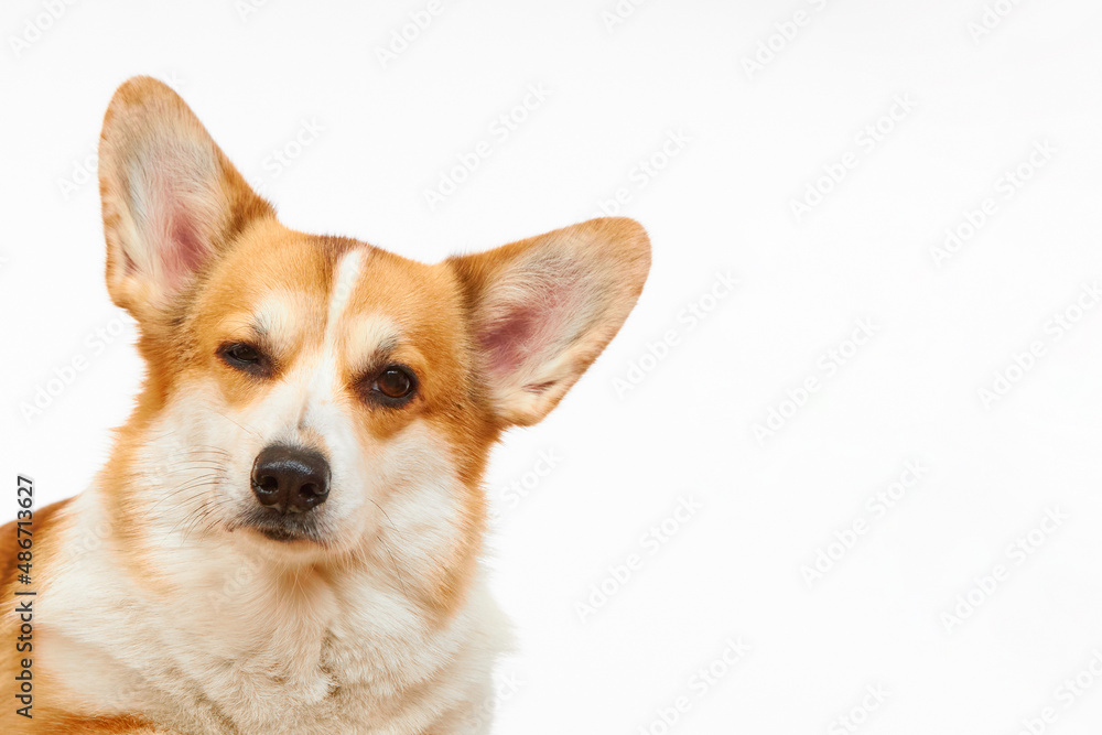 Funny Welsh Corgi Pembroke dog isolated on white background. The dog winks and. looks at the camera. Billboard.