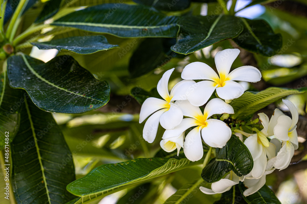 Fototapeta premium Closeup of frangipani flowers with green background. Stunning frangipani petal flowers with green leaves background. Tropical floral nature, exotic blooming tree on dark green background with blue sky