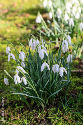 First spring  white wild flowers, blooming snowdrops in the forest. in sunny day ( Galanthus nivalis L.).