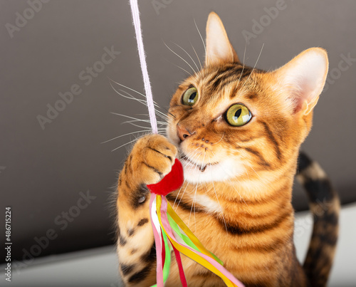 Fotografi Bengal cat with a teaser in its paw.