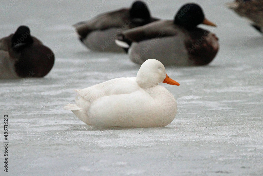 White Duck hanging out with the Mallards White Duck hanging out with the Mallards