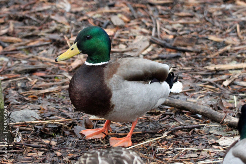 Mallard Drake Duck Winter Wisconsin Mallard Drake Duck Winter Wisconsin