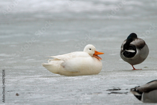 White Duck hanging out with the Mallards © Susie