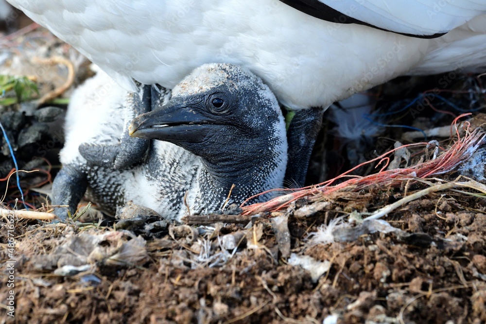 Fototapeta premium Ein recht junger Basstölpel (Morus bassanus) unter dem Altvogel.