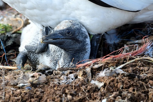 Ein recht junger Basstölpel (Morus bassanus) unter dem Altvogel. photo