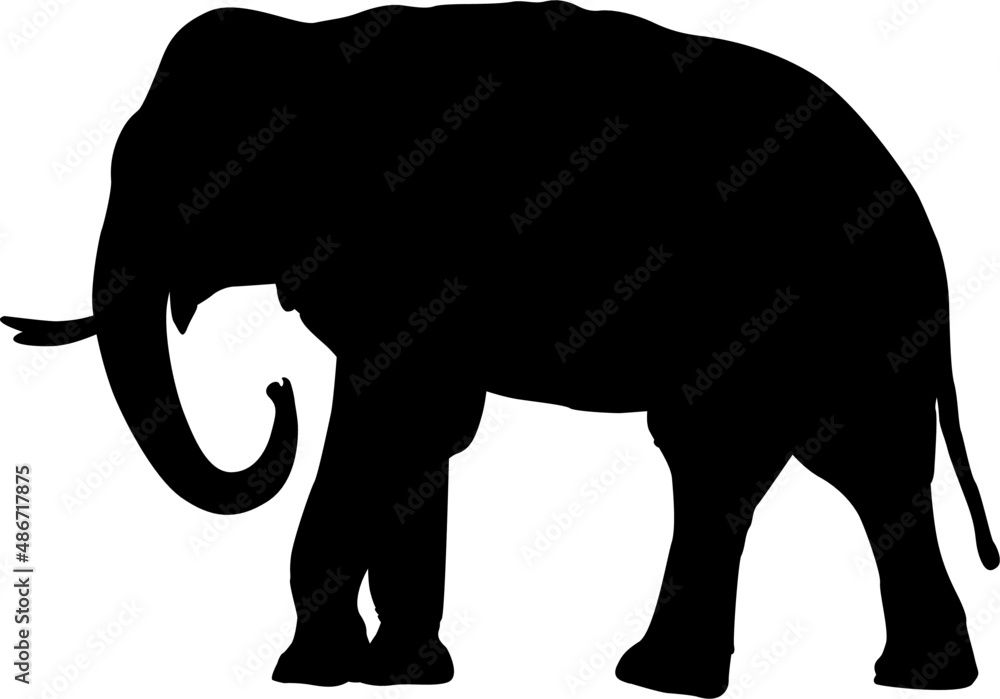 Fototapeta premium Black isolated silhouette of an Asian elephant (Elephas maximus)
