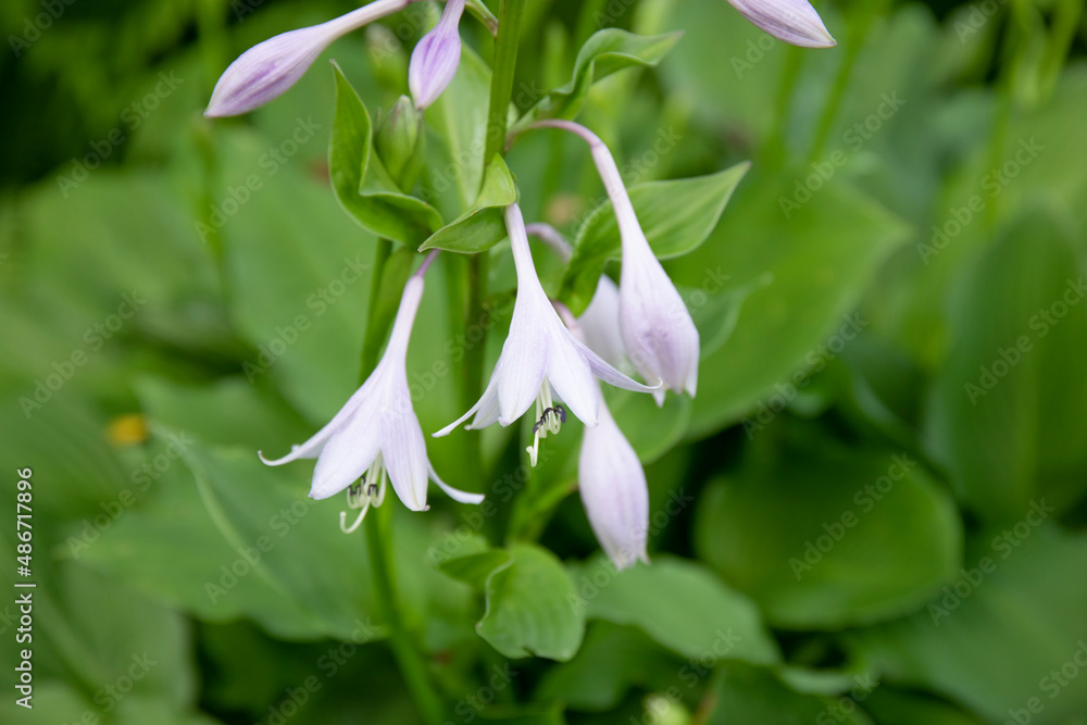 Obraz premium Beautiful blooming hosta in the shady garden.