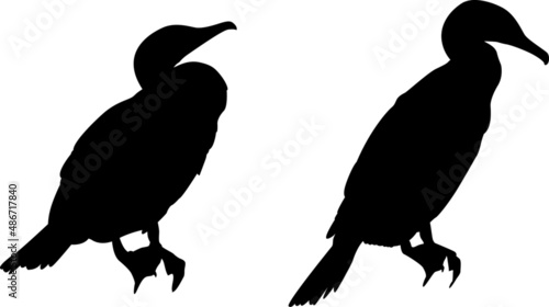 Two isolated silhouettes of a cormorant standing still.