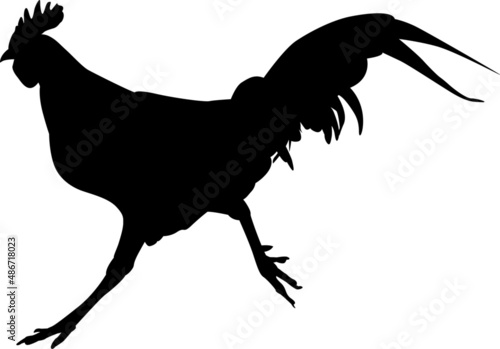 Black isolated silhouette of a running rooster
