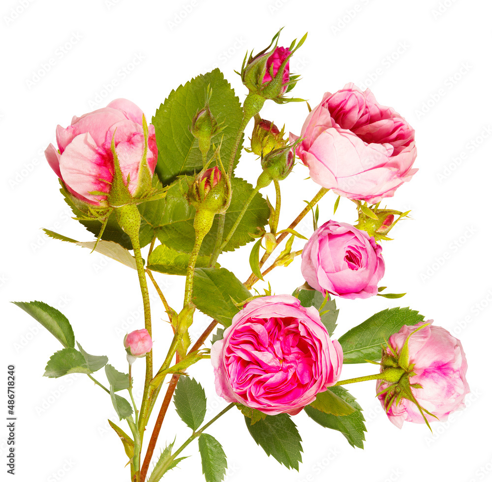 Obraz premium Isolated bouquet of pink rose flowers on white background. Bud and leaf of Pink rose flower isolated on white. Tea rose. Aroma rose flowers
