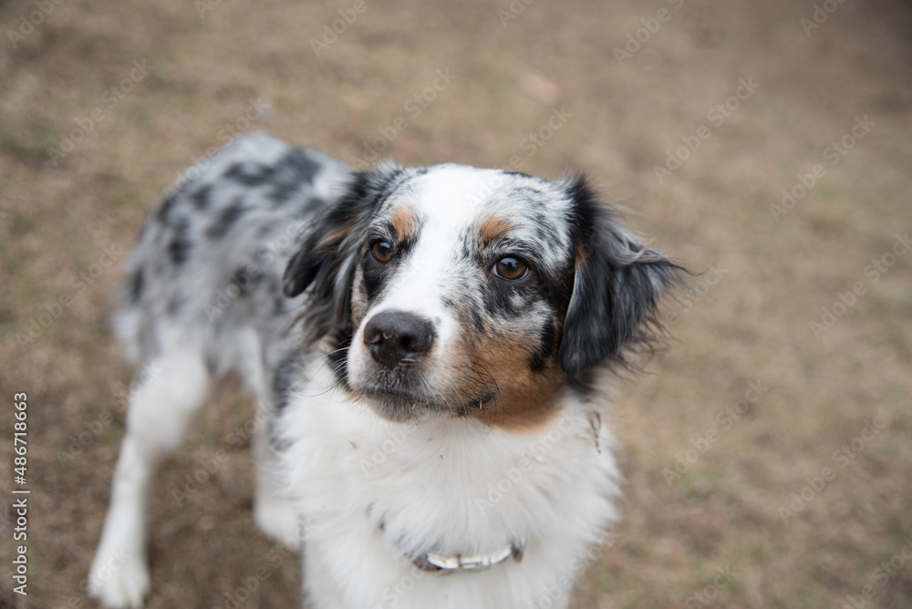 Blue Merle Australian Sheppard Aussie Dog or Puppy Playing Catch and Running Outside in the Grass Blue Merle Australian Sheppard Aussie Dog or Puppy Playing Catch and Running Outside in the Grass