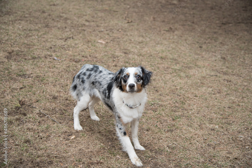 Blue Merle Australian Sheppard Aussie Dog or Puppy Playing Catch and Running Outside in the Grass