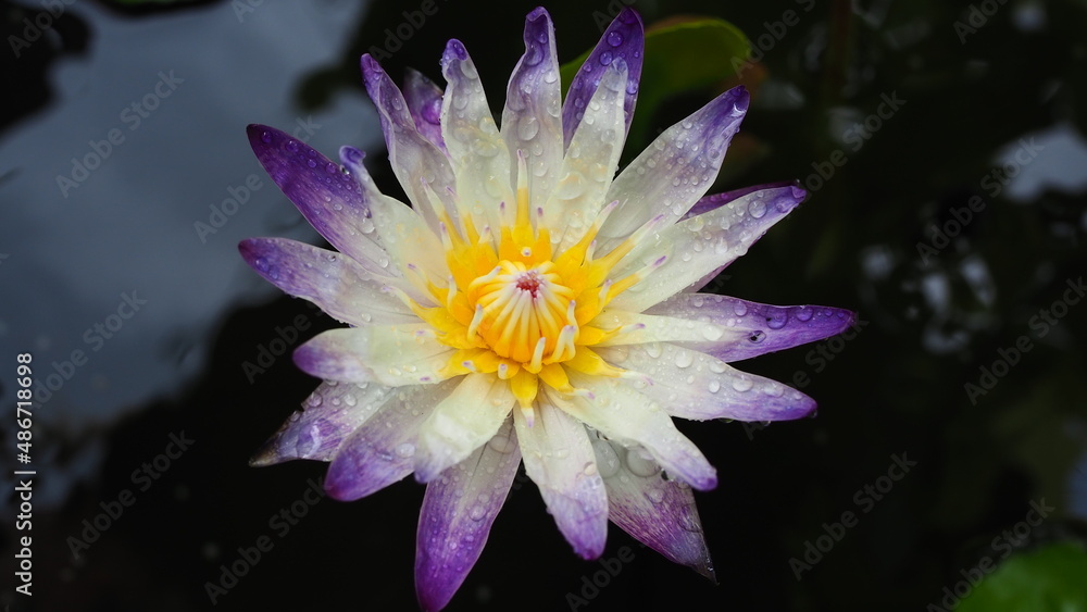 Lotus ( Purple Joy), Purple flowers with yellow stamens in a tub of water Queen of water plants, nature background. Lotus ( Purple Joy), Purple flowers with yellow stamens in a tub of water Queen of water plants, nature background.