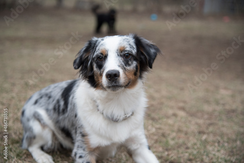 Blue Merle Australian Sheppard Aussie Dog or Puppy Playing Catch and Running Outside in the Grass