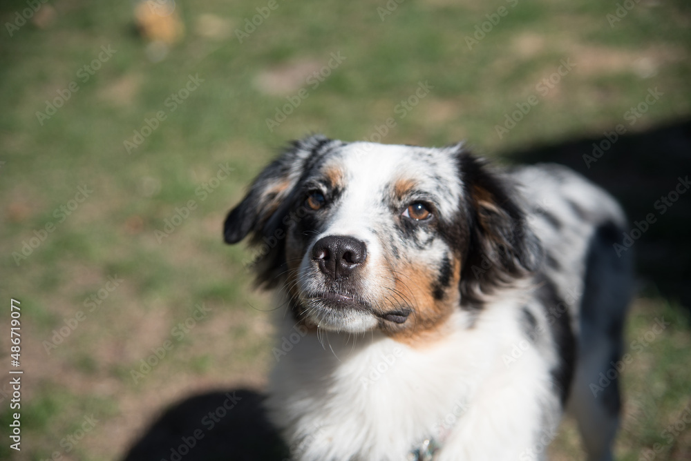 Blue Merle Australian Sheppard Aussie Dog or Puppy Playing Catch and Running Outside in the Grass