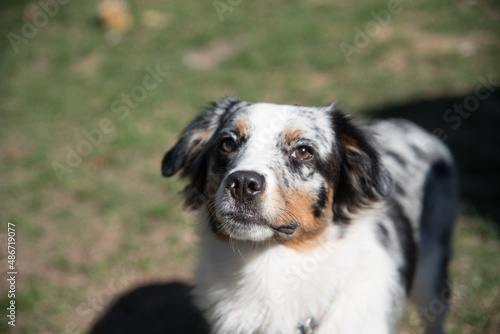 Blue Merle Australian Sheppard Aussie Dog or Puppy Playing Catch and Running Outside in the Grass