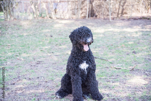 Happy Black Fluffy Golden Doodle or Poodle Playing Catch With a Ball and Spending Time Outside