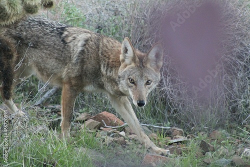 Coyote in desert