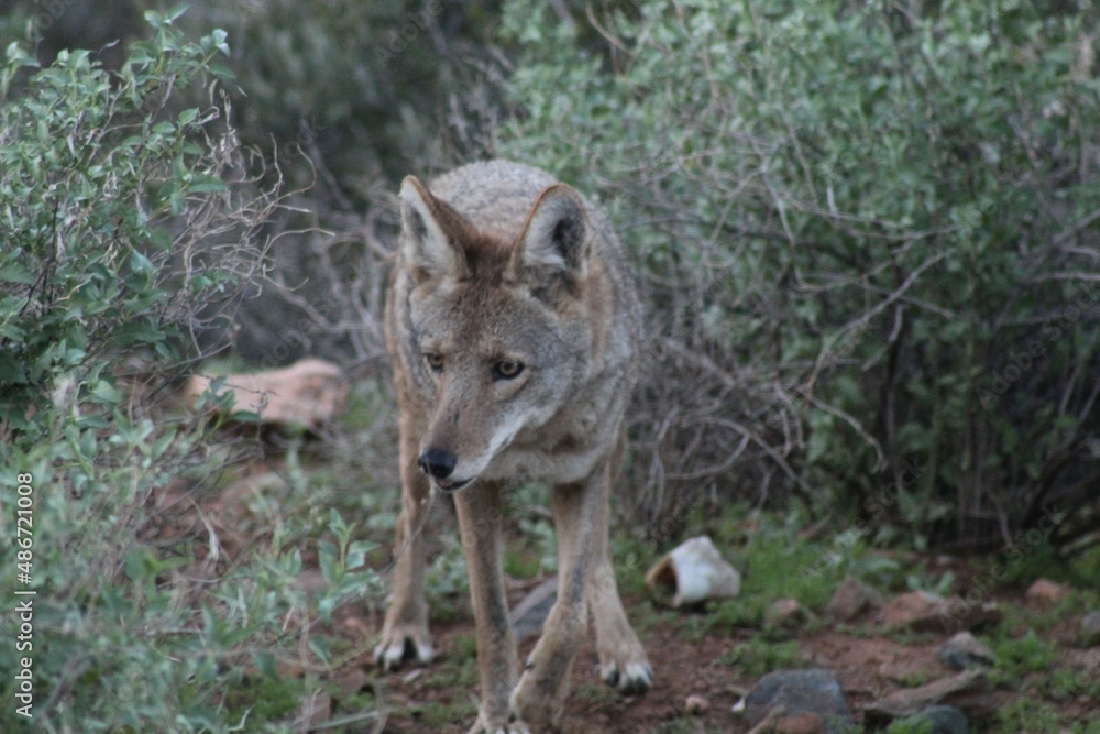 Coyote in desert Coyote in desert