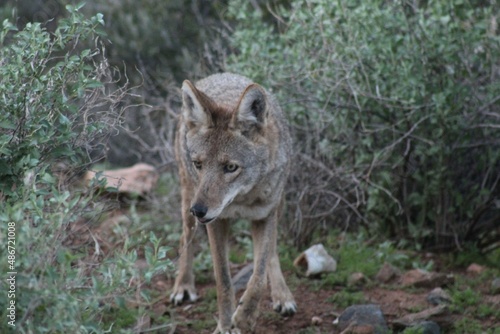 Fototapeta Naklejka Na Ścianę i Meble -  Coyote in desert