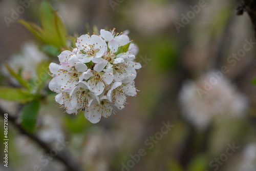 The white plum blossoms are in bloom