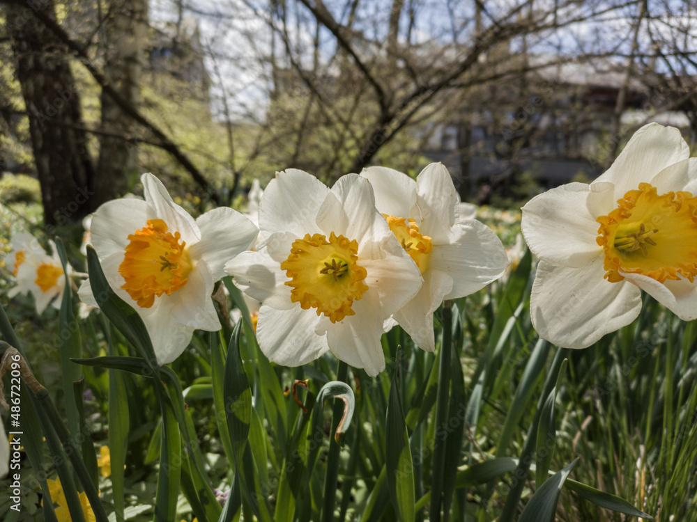Photo of the Flower of Poet`s Narcissi or Pheasant`s Eye Narcissus Poeticus in botanical garden. Photo of the Flower of Poet`s Narcissi or Pheasant`s Eye Narcissus Poeticus in botanical garden.