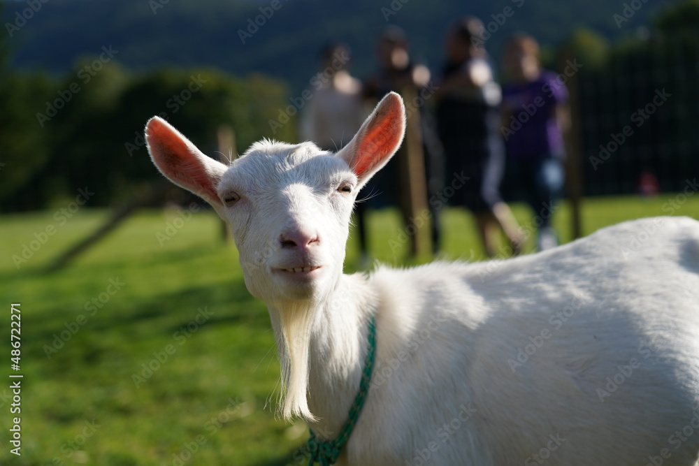 Obraz premium 北海道トマムでのヤギ