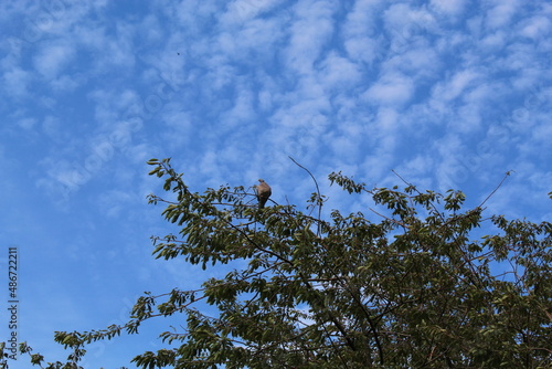 branches and a bird against blue sky