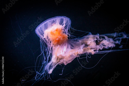 Jellyfish in the water with a beautiful light. © Alessandro Persiani