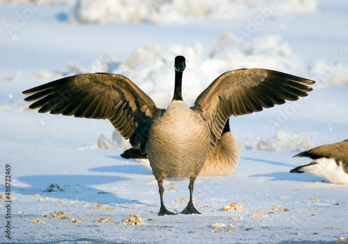 Obraz w ramie Canada Goose