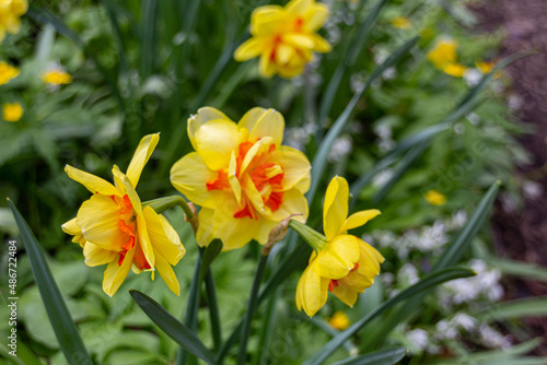 Fototapeta Naklejka Na Ścianę i Meble -  Daffodil Yellow Trumpet Narcissus tazetta