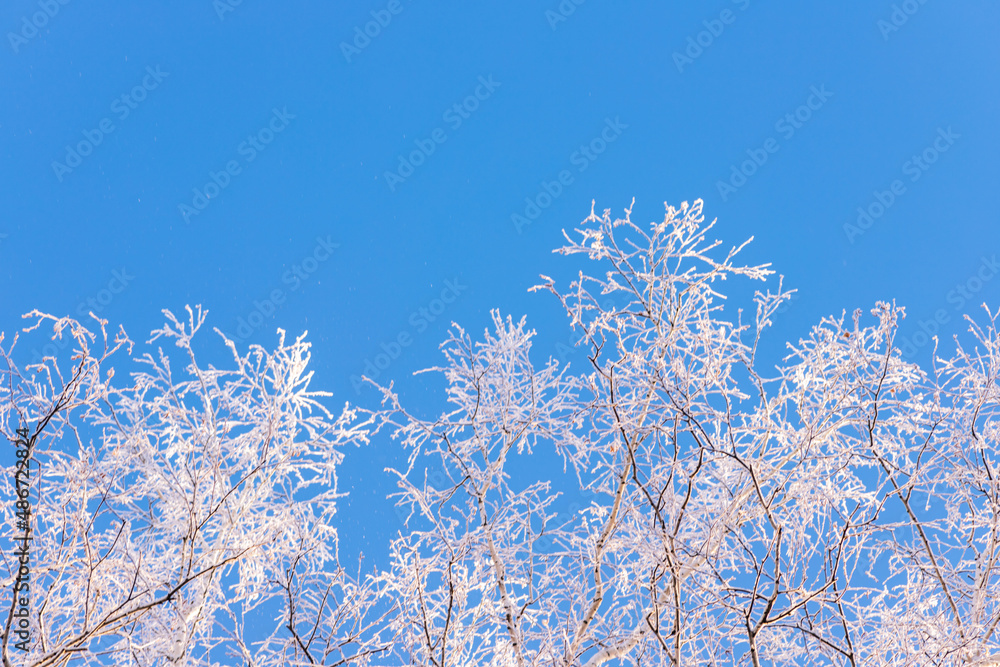 winter forest. trees covered with frost and snow