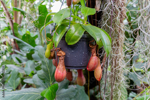 Nepenthes ventrata, a carnivorous plant photo