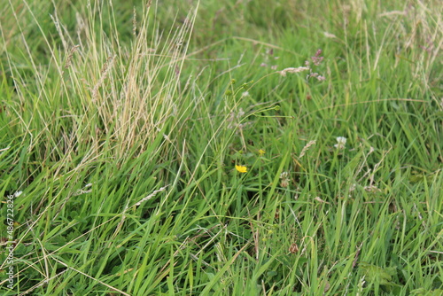 green grass background