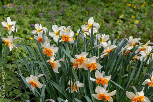 Photo of the Flower of Poet`s Narcissi or Pheasant`s Eye Narcissus Poeticus in botanical garden.