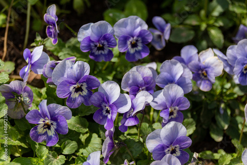 Meadow with blooming Viola tricolor flowers