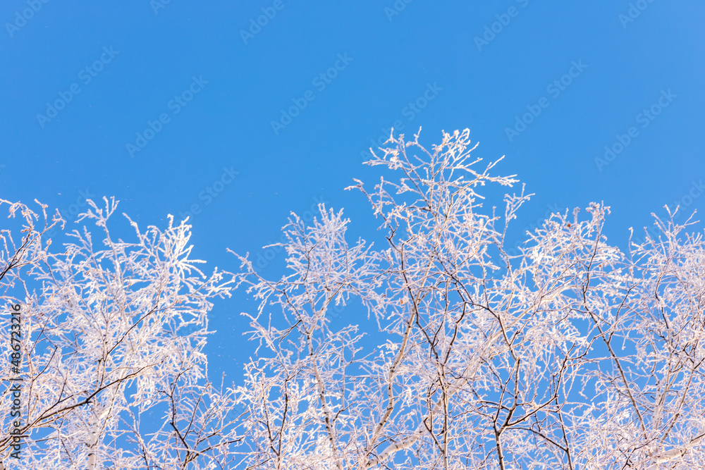 winter forest. trees covered with frost and snow