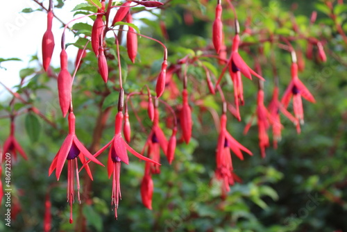 hardy fuchsia, dangling flowers