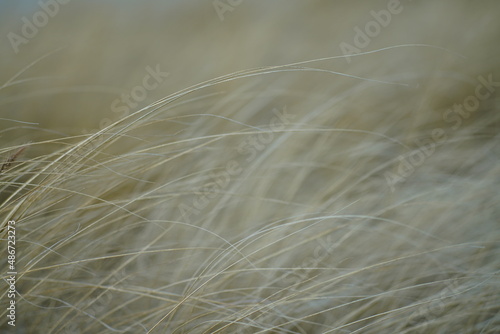 Getrocknete Gr  ser oder Getreide mit Samen  die sich im Wind zur Seite neigen und beige bis ocker und gelb gef  rbt sind