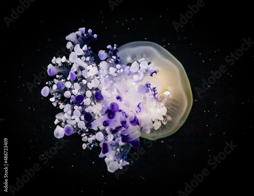 Jellyfish in the water with a beautiful light.
