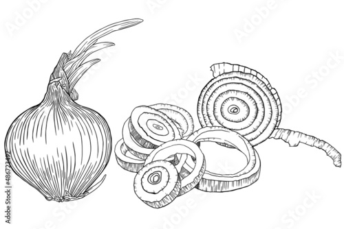 Onion, whole and sliced. Vector illustration. Sketch.