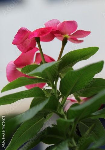 periwinkles flower closeup