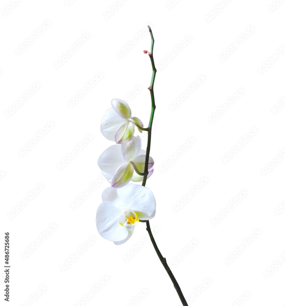 Fototapeta premium the stem of the white phalaenopsis flower