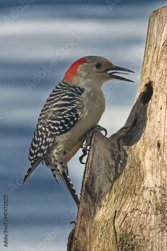Red-Bellied Woodpecker with mouth open and long barbed tonuge showing. Feeder in our yard in Windsor in Upstate NY.