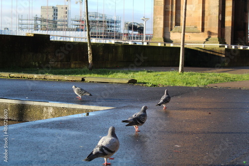 pigeons on a walk