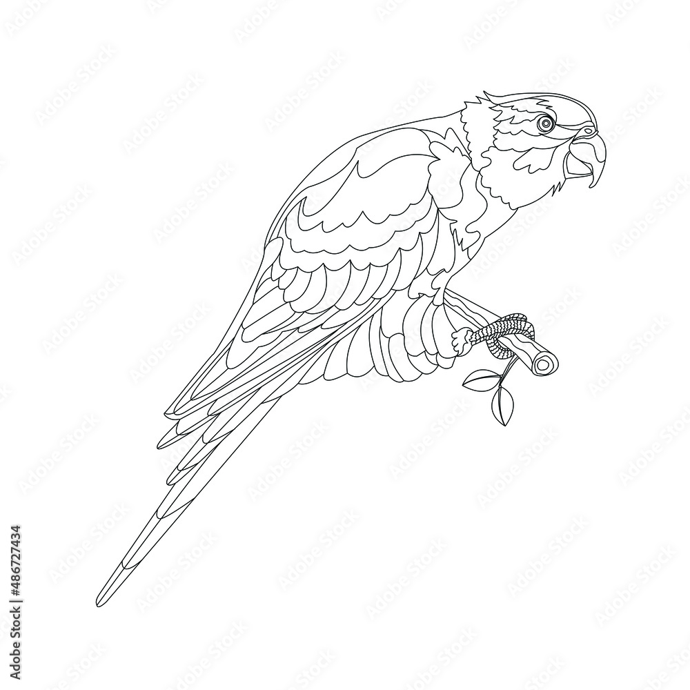 The parrot sits on a branch.Isolated on a white background. Separate stroke. Vector illustration. The parrot sits on a branch.Isolated on a white background. Separate stroke. Vector illustration.
