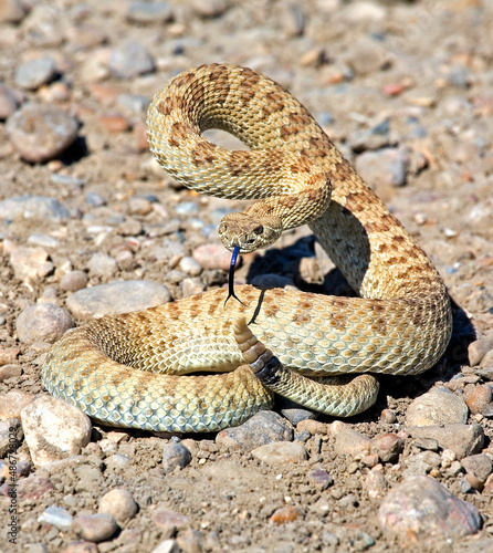 Bilde på lerret rattlesnake