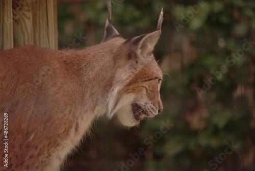 Canvas Print lynx