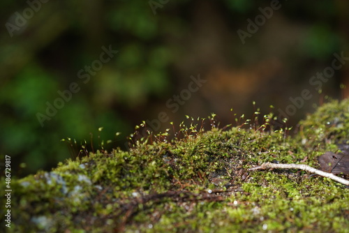 森の中に生える苔